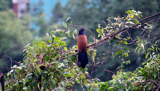 Greater-Coucal