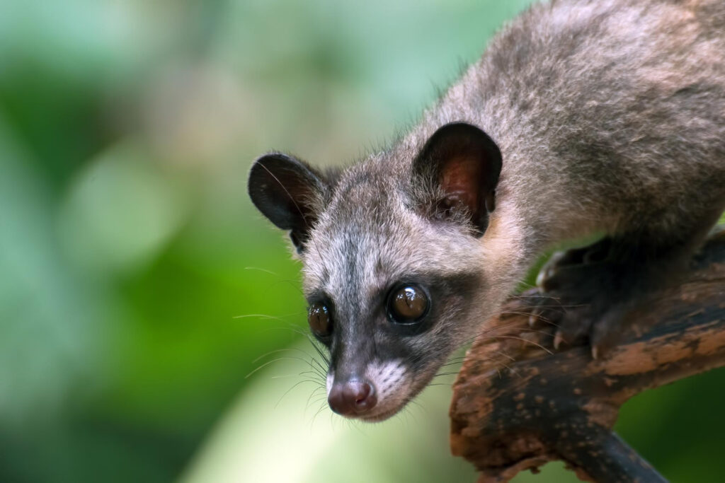 Civet