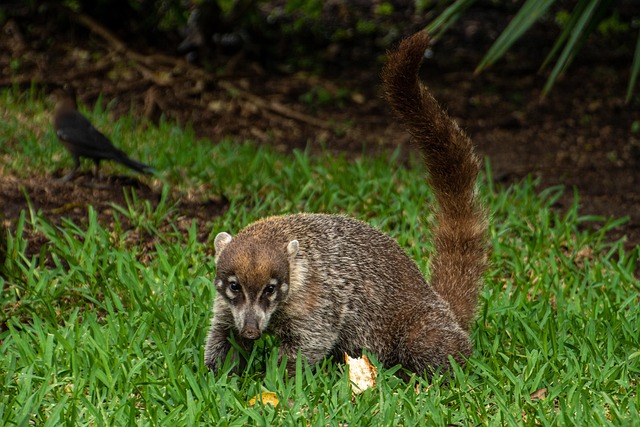 Coati