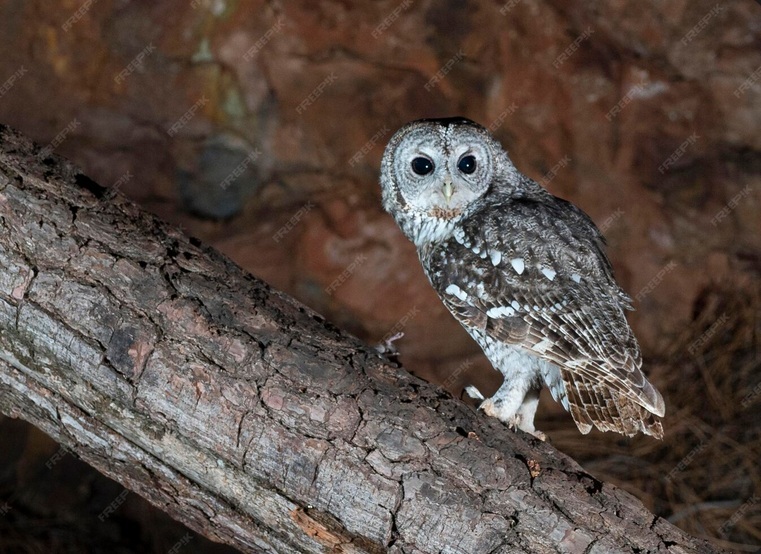 Tawny-Owl