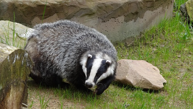 European-Badger