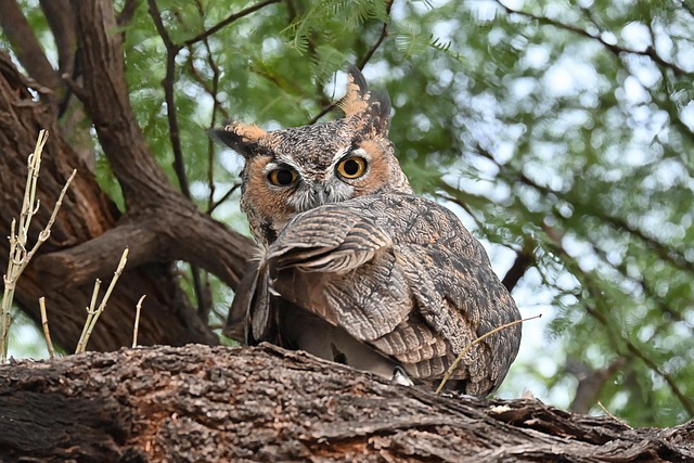 Great-Horned-Owl
