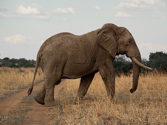African-Elephant