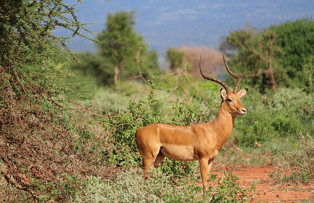 Gazelle