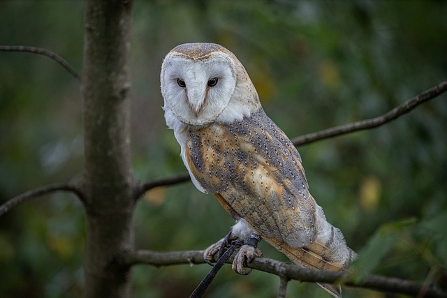 Barn-Owl