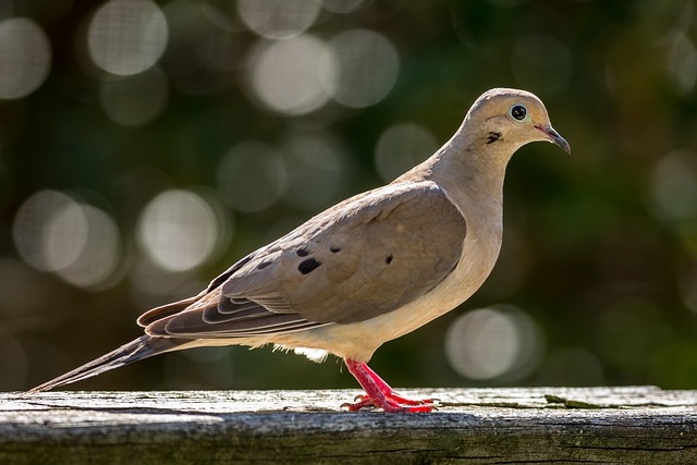 Mourning-Dove
