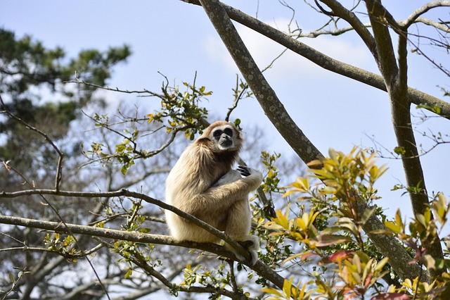 Lar-Gibbon