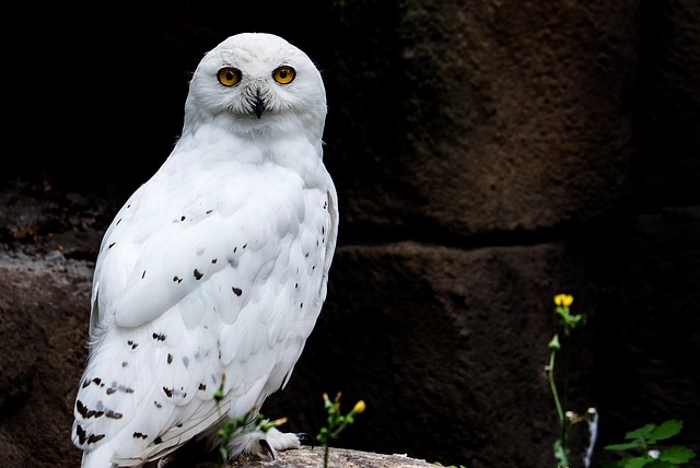 Snowy-Owl