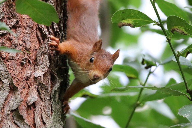 Flying-Squirrels