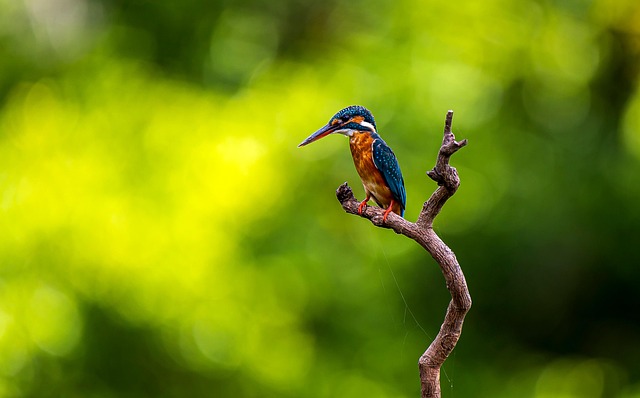 Kingfisher