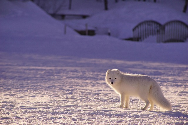Arctic-Fox
