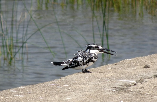 Pied- Kingfisher