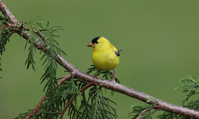 American-Goldfinch