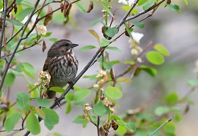 Song-Sparrow