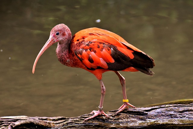 Ibis