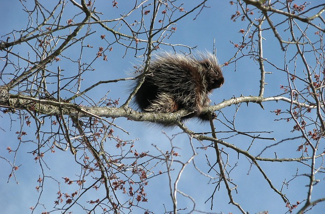 Porcupine