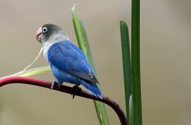 Lovebird