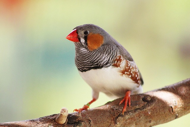 Finch