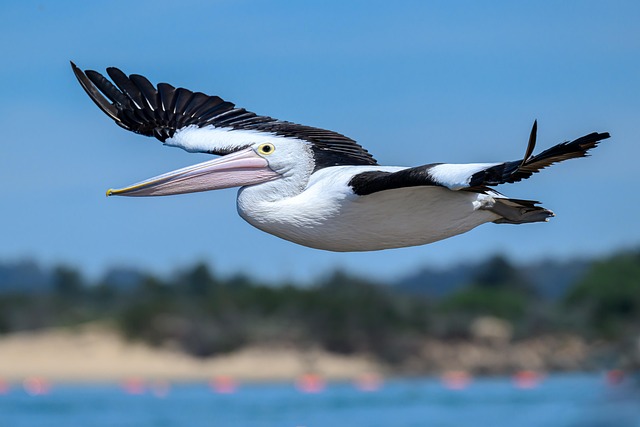 Pelican