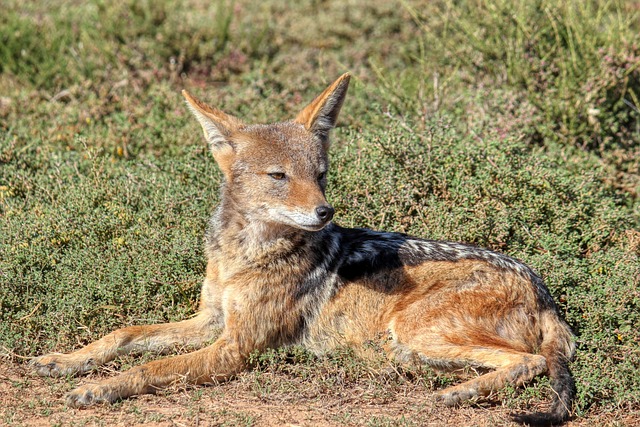 Jackal