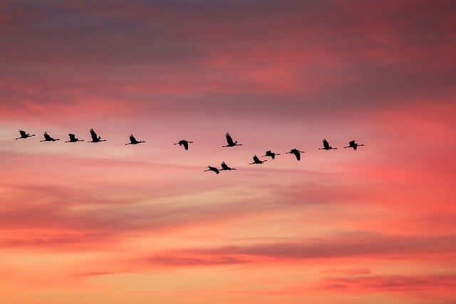 Crane