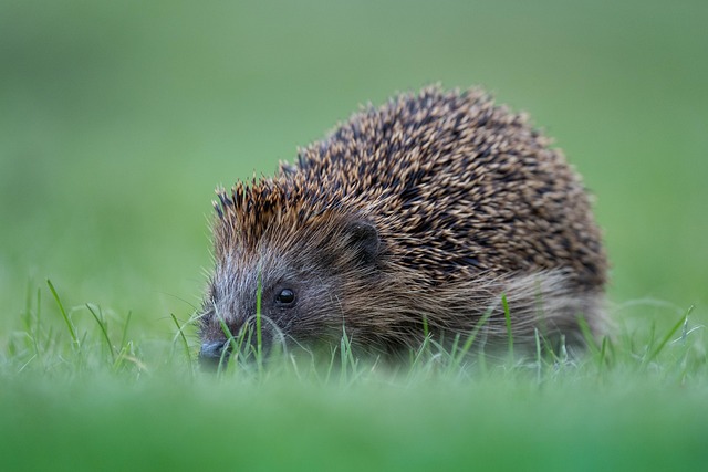 Hedgehog