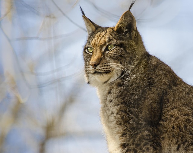 Lynx