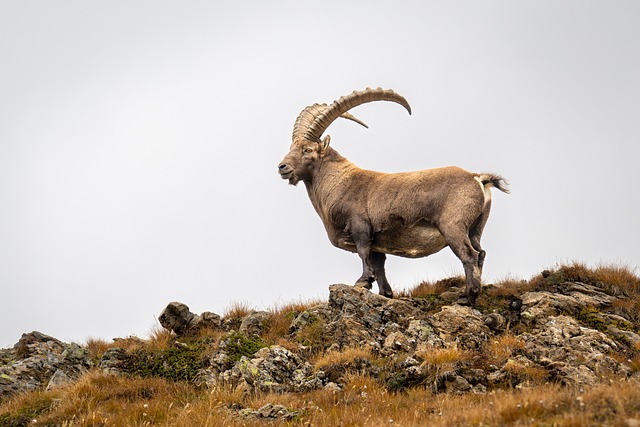 Ibex
