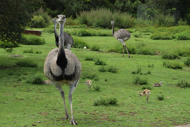 Emu