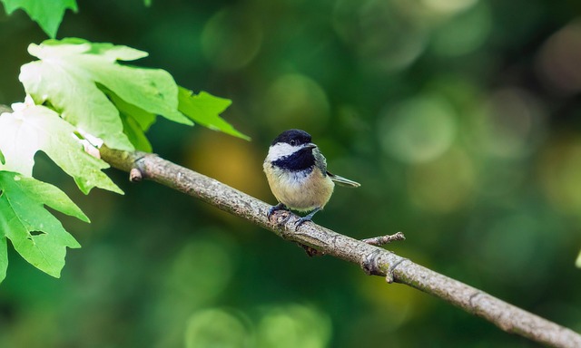 Chickadee