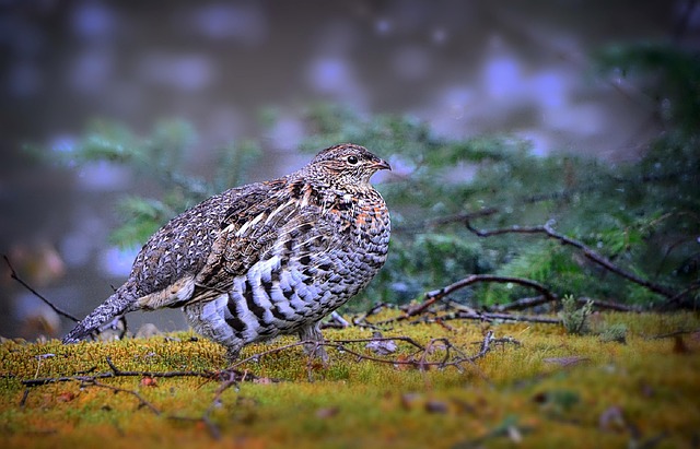Grouse