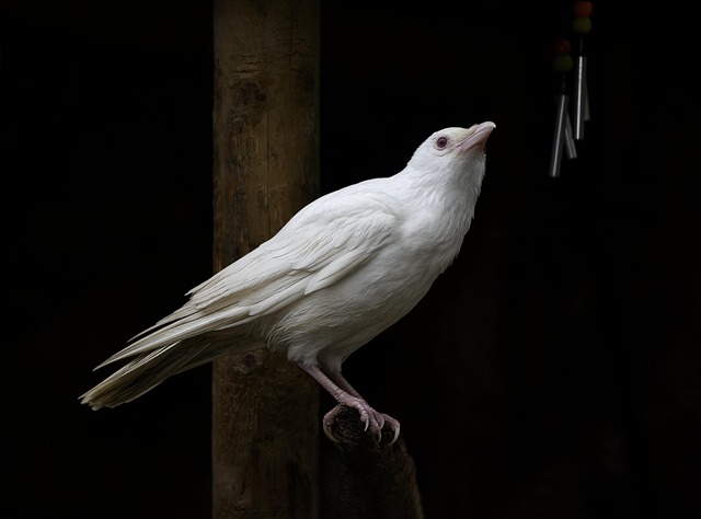 Jackdaw