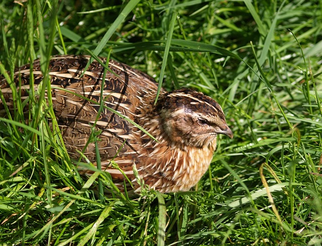Quail