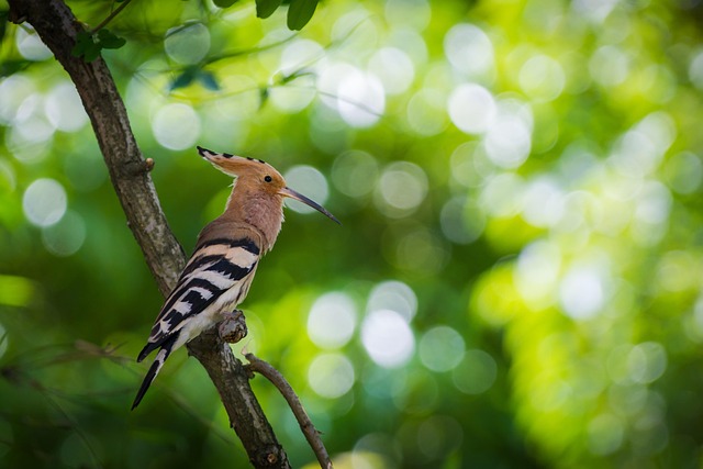 Hoopoe