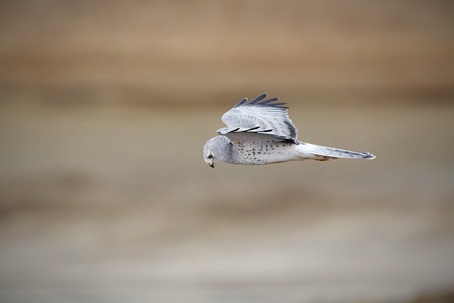 Harrier