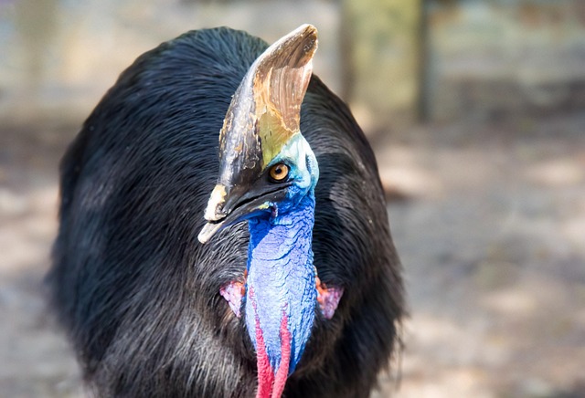 Cassowary