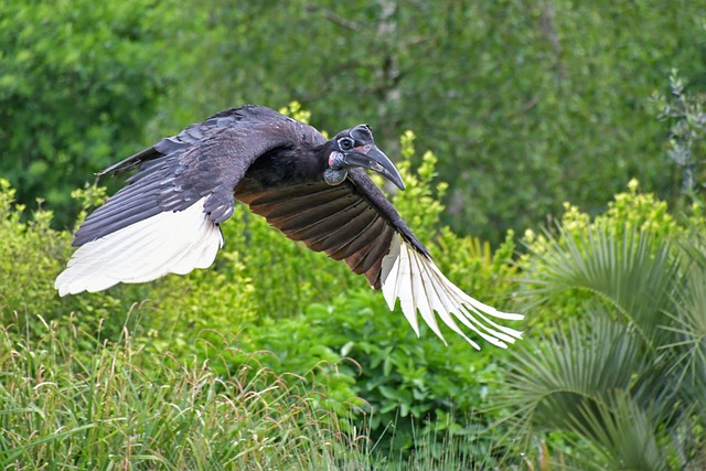 Hornbill