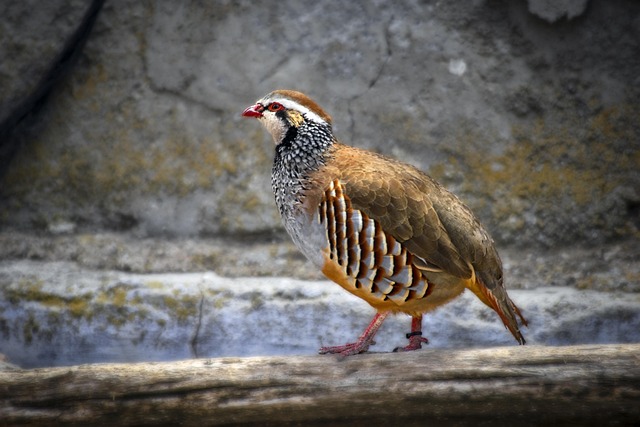 Partridge