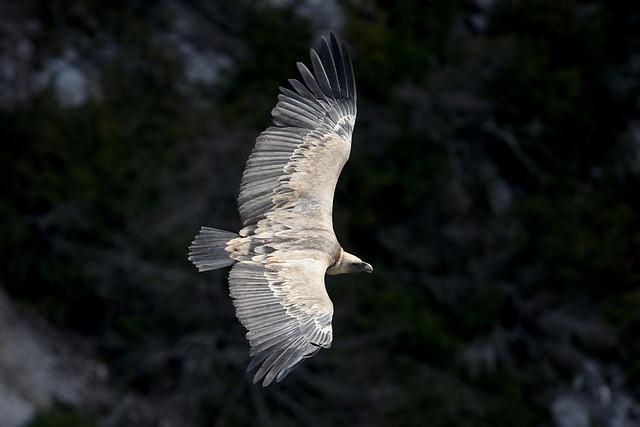 Vulture