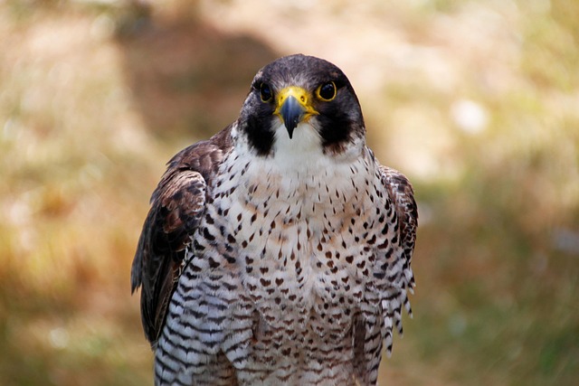Falcon