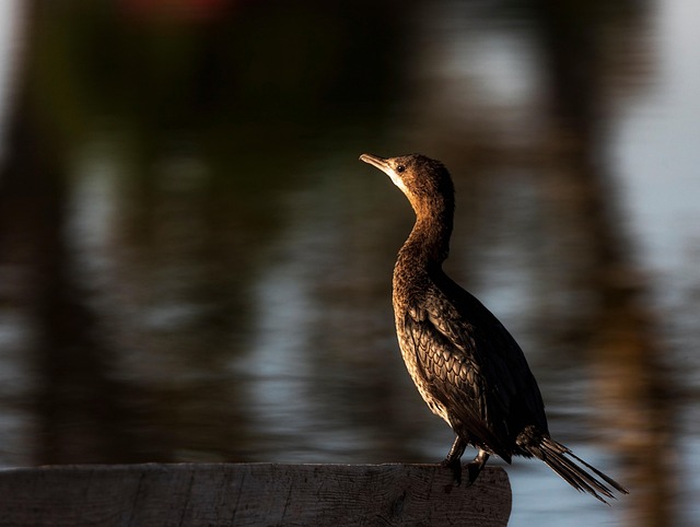 Cormorant