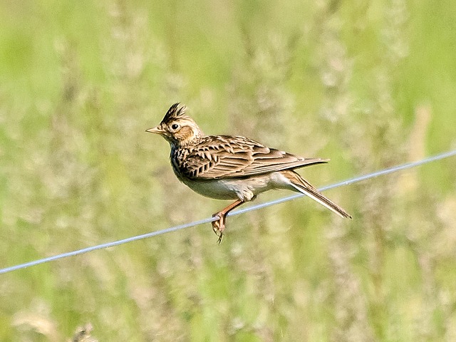 Skylark