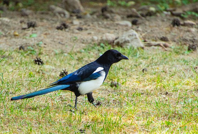 Magpie