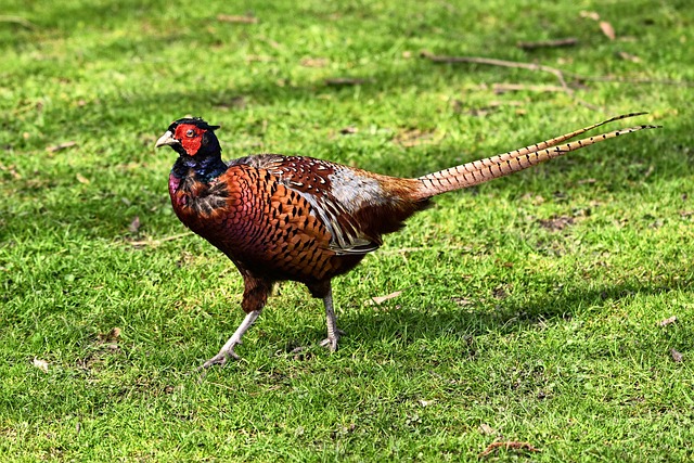 Pheasant