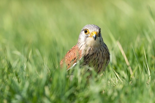 Kestrel