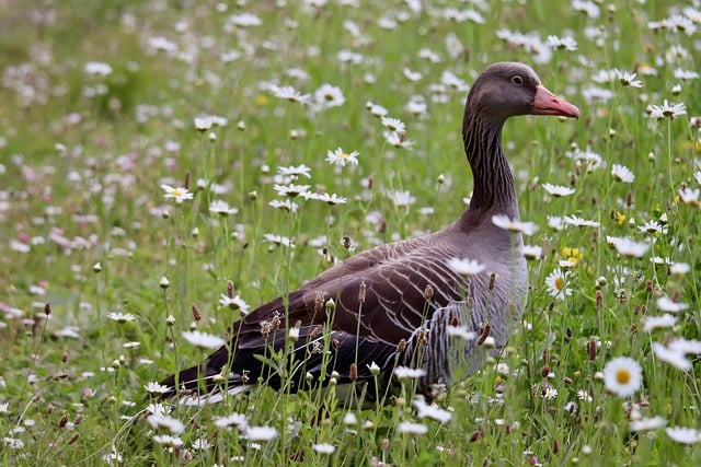 Goose