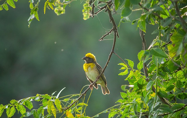 Weaver Bird