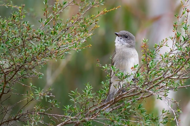 Thrush