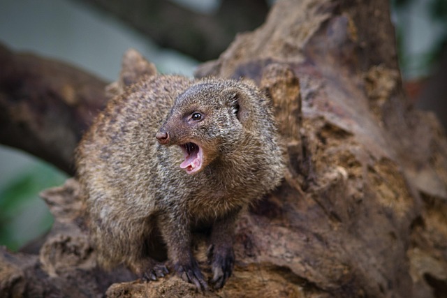 Mongoose