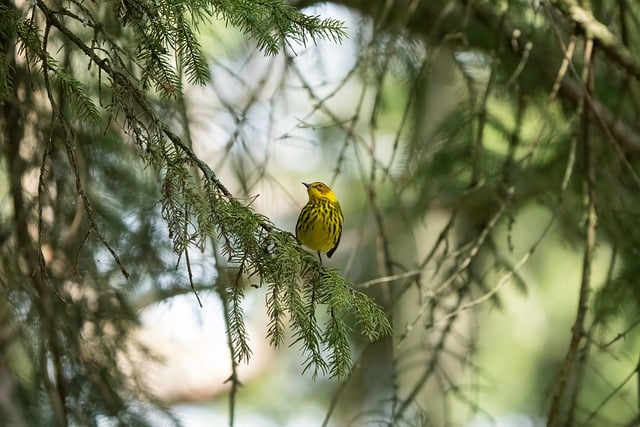 Warbler